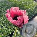 Papaver 'Pink Perfection'