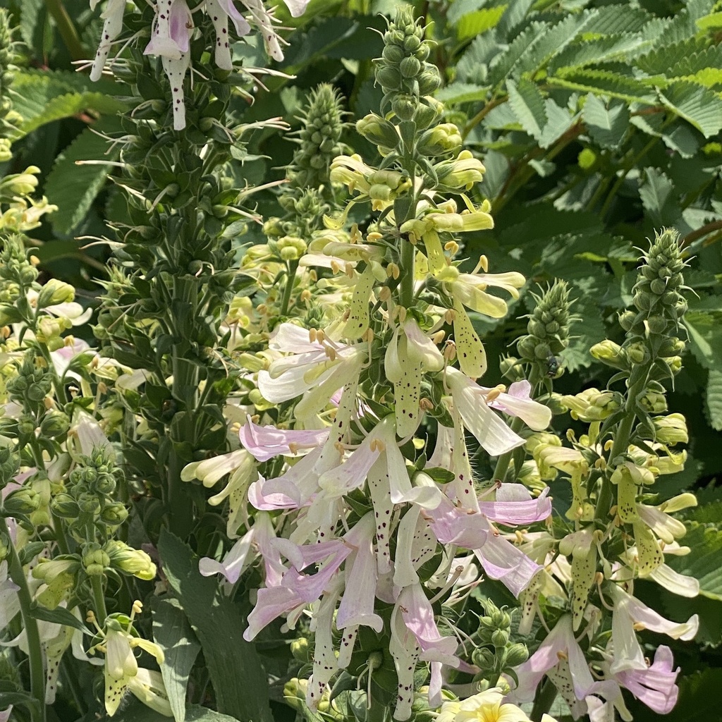 Digitalis 'Apple Blossom™'