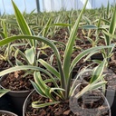 Dianella 'Wyeena'®