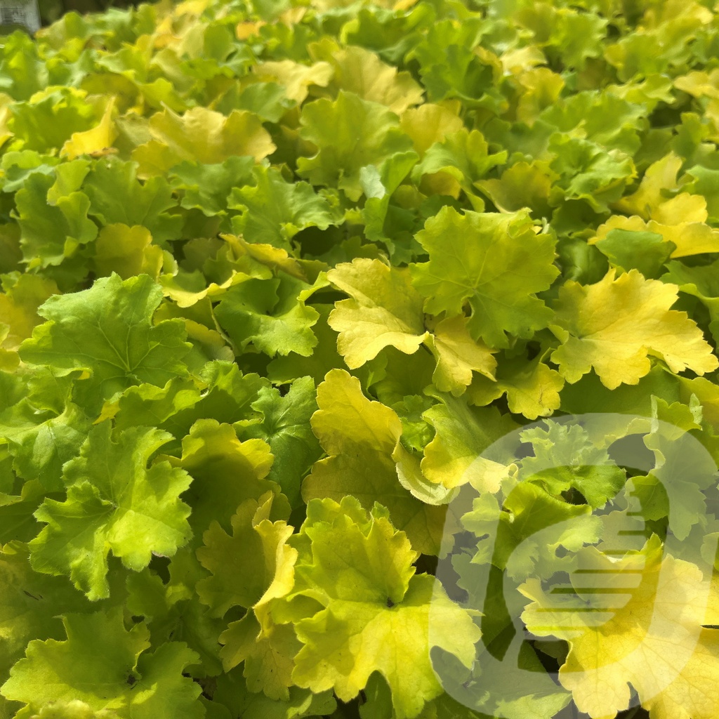 [HEUCLEMO-C2] Heuchera 'Curly Lemon'®