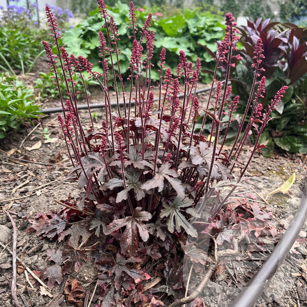 [HEUATATA-C2] Heucherella 'Art Katana'®