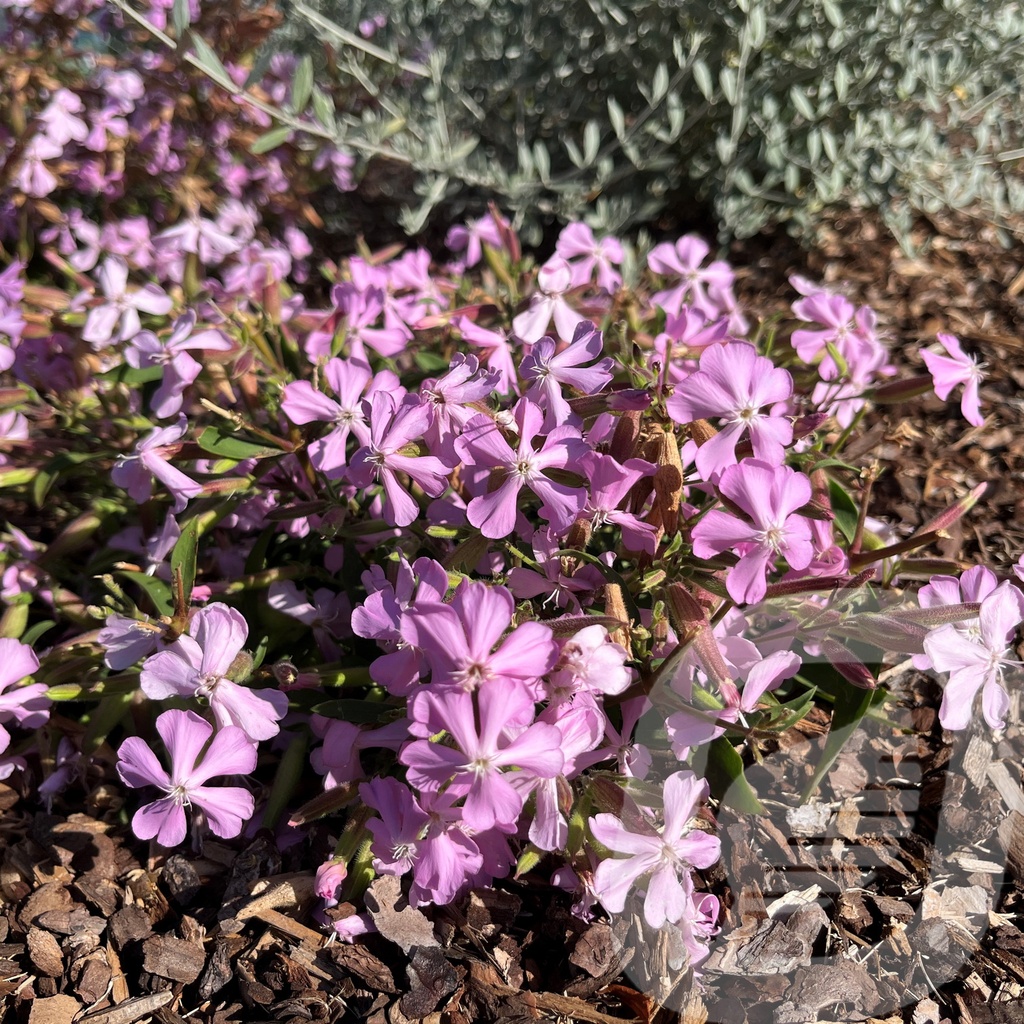 [SAPMFREI-C2] Saponaria 'Max Frei'