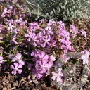 Saponaria 'Max Frei'
