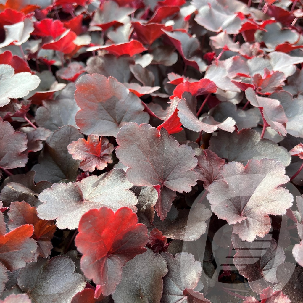 Heuchera 'Bilberry'®