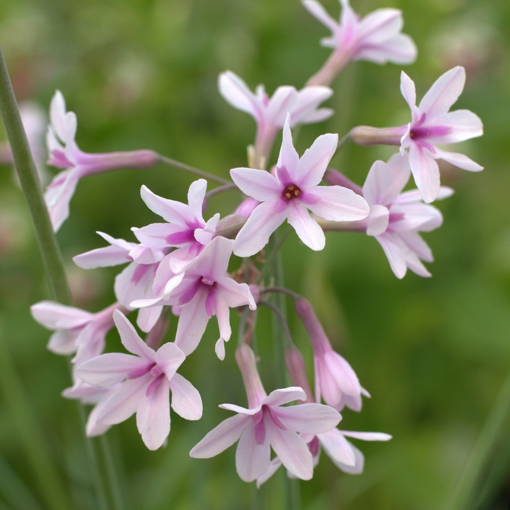 [TULPEYE-C2] Tulbaghia 'Purple Eye'®