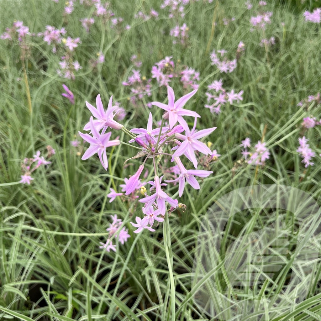 Tulbaghia 'Silver Lace'