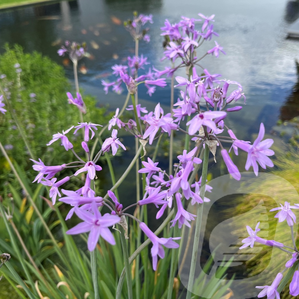 Tulbaghia 'Green Blue'