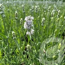 Lavandula ang. 'Vienco® Early White'