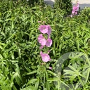 Sidalcea 'Shimmer'