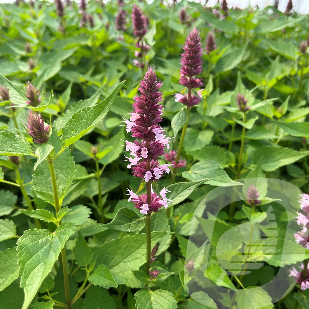 [AGABPINK-C2] Agastache 'Beelicious Pink'