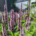 Agastache 'Beelicious Pink'
