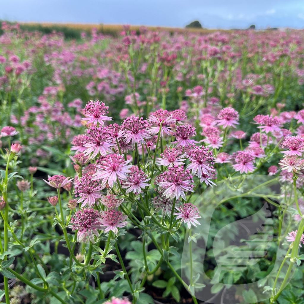 [ASTPPRID-C2] Astrantia 'Pink Pride'