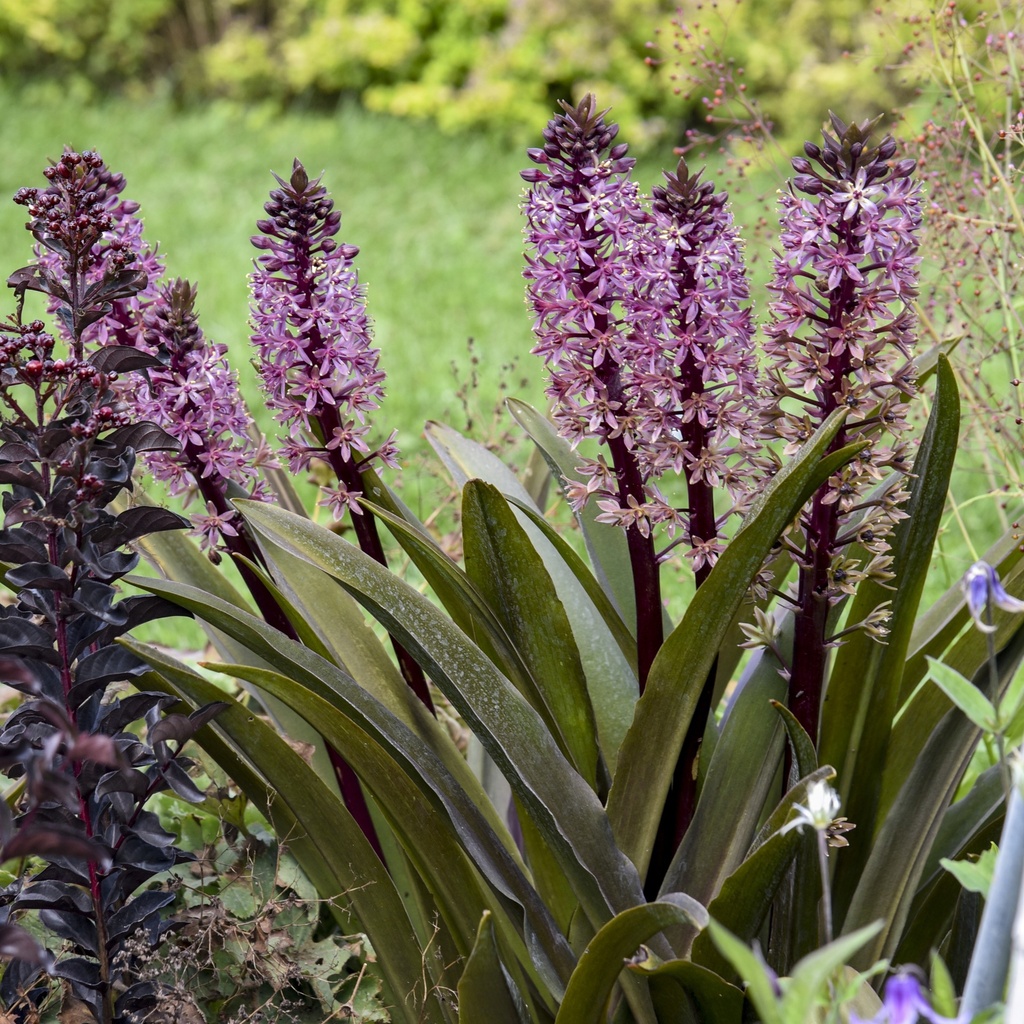 Eucomis 'Purple Reign'®