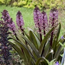 Eucomis 'Purple Reign'®