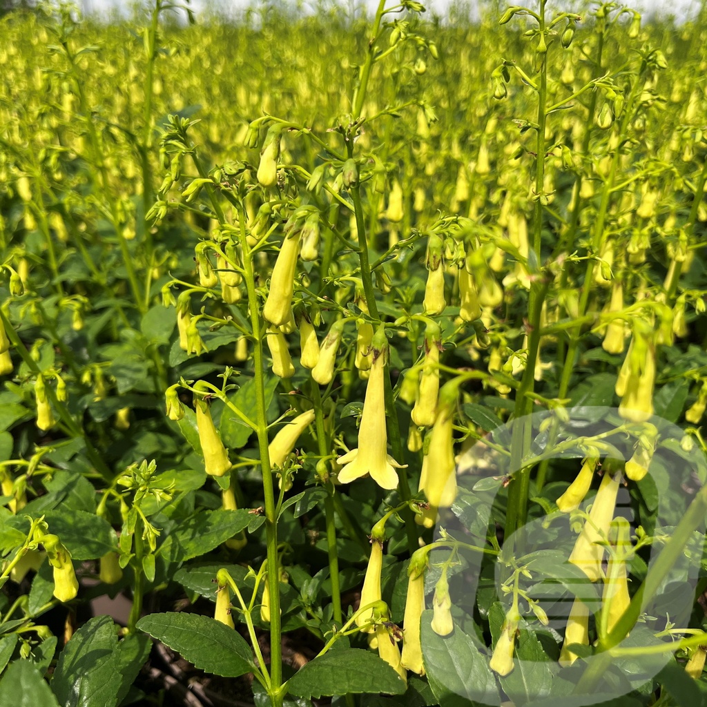 Phygelius Colorbust™ 'Yellow'