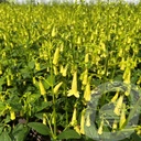 Phygelius Colorbust™ 'Yellow'