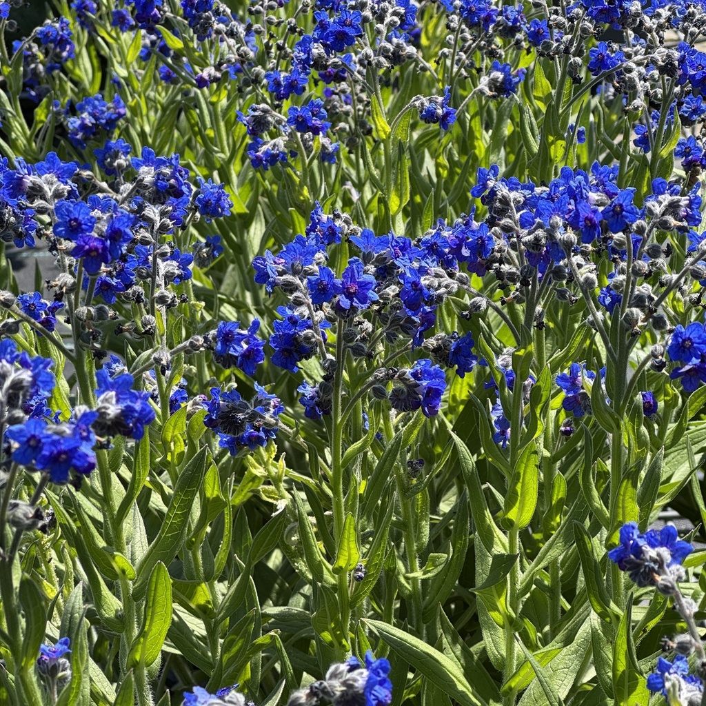 Lindelofia 'Fritz Pick'