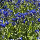 Lindelofia 'Fritz Pick'