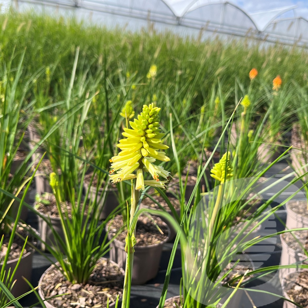 [KNIPCITR-C2] Kniphofia 'Poco™ Citron'®