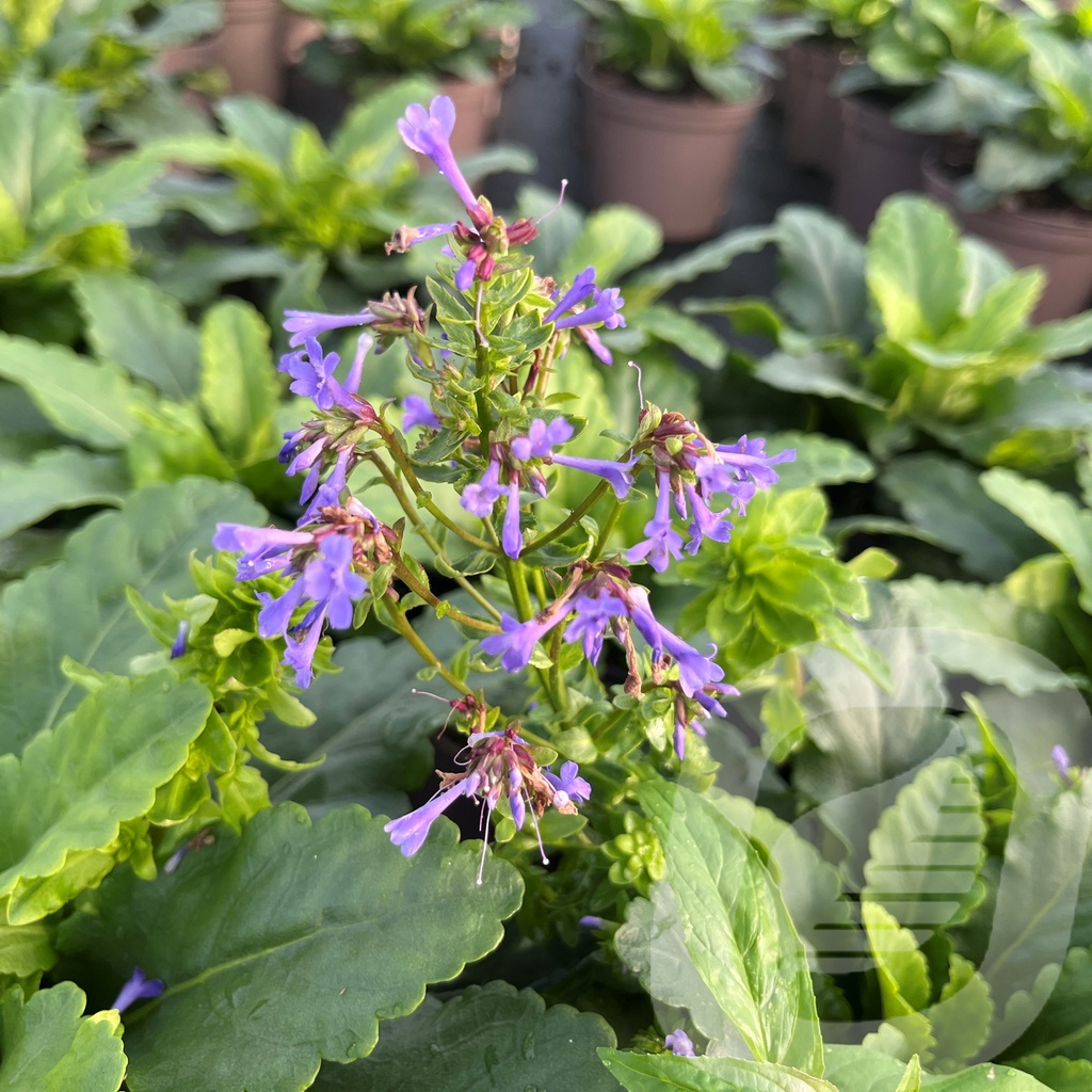 [WULCATIN-C2] Wulfenia carinthiaca