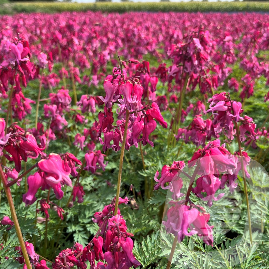 [DICPHEAR-C2] Dicentra 'Passion Hearts' ®