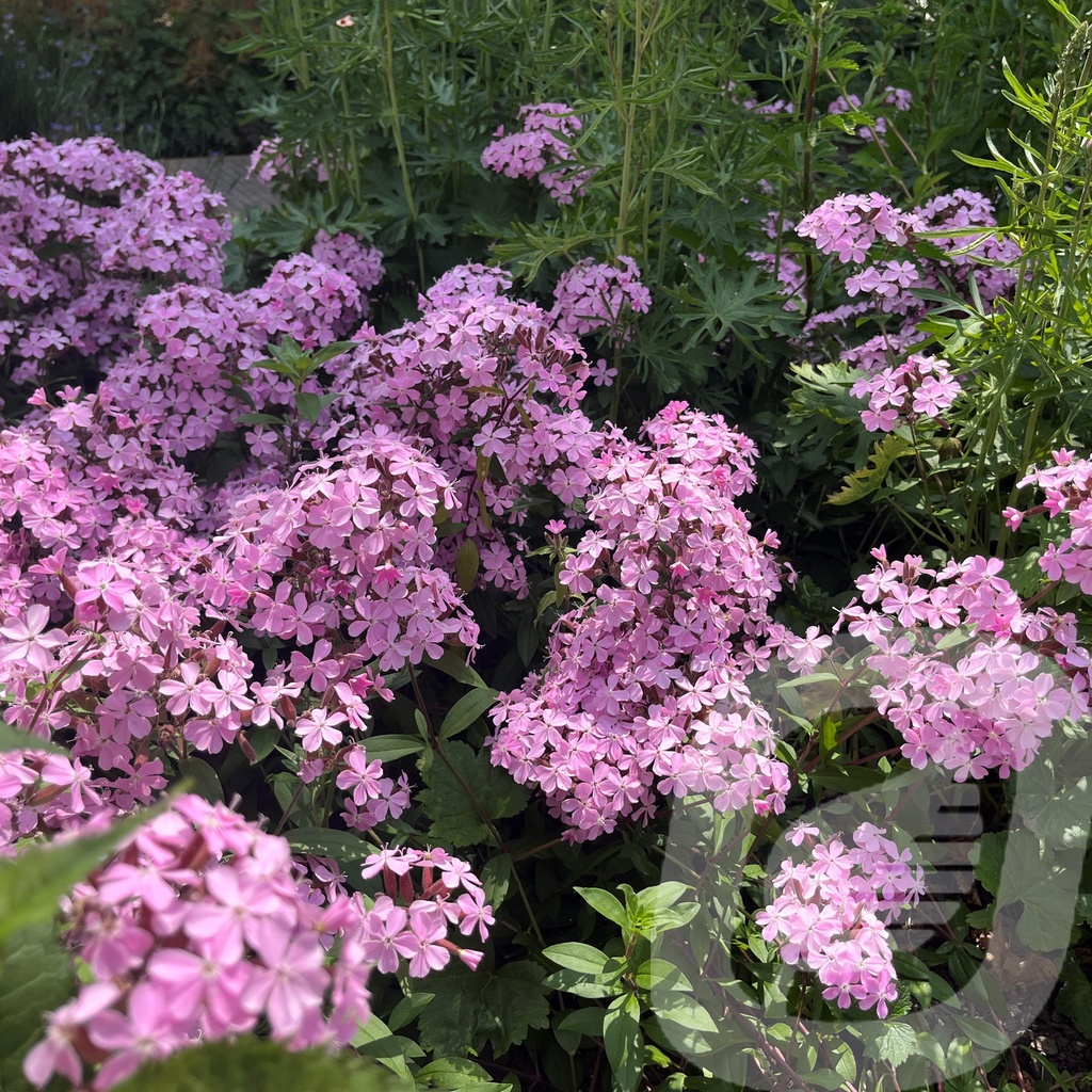 Saponaria sicula intermedia