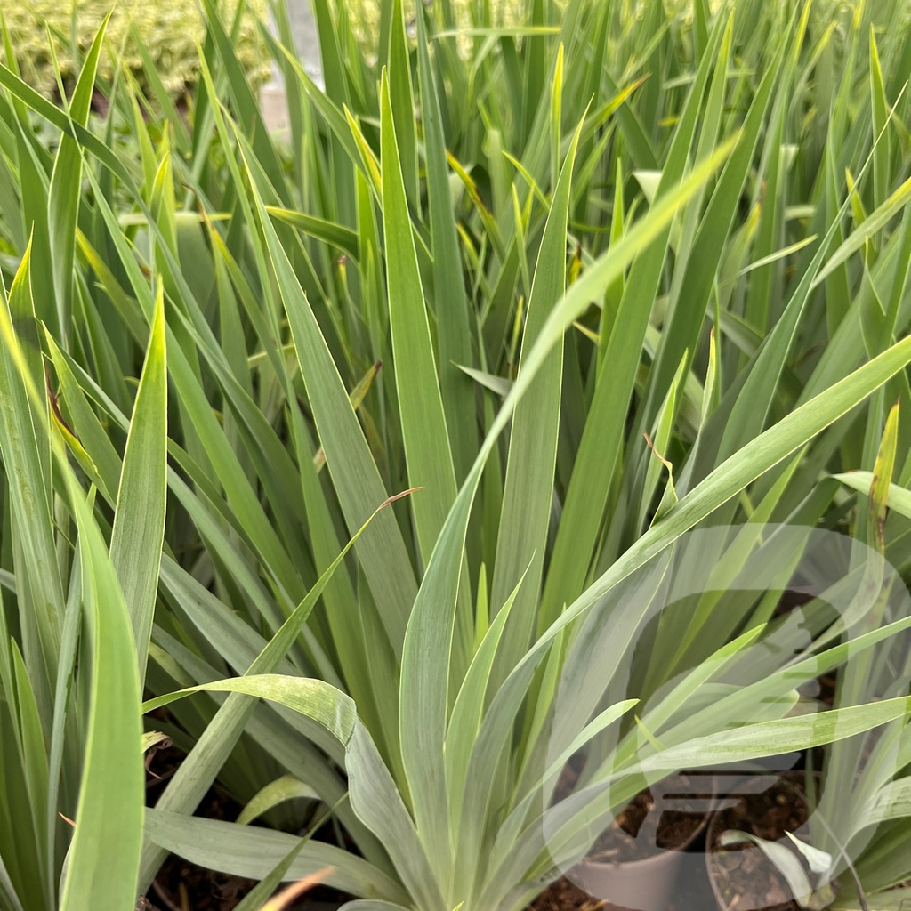 [SISSTRIA-C2] Sisyrinchium striatum