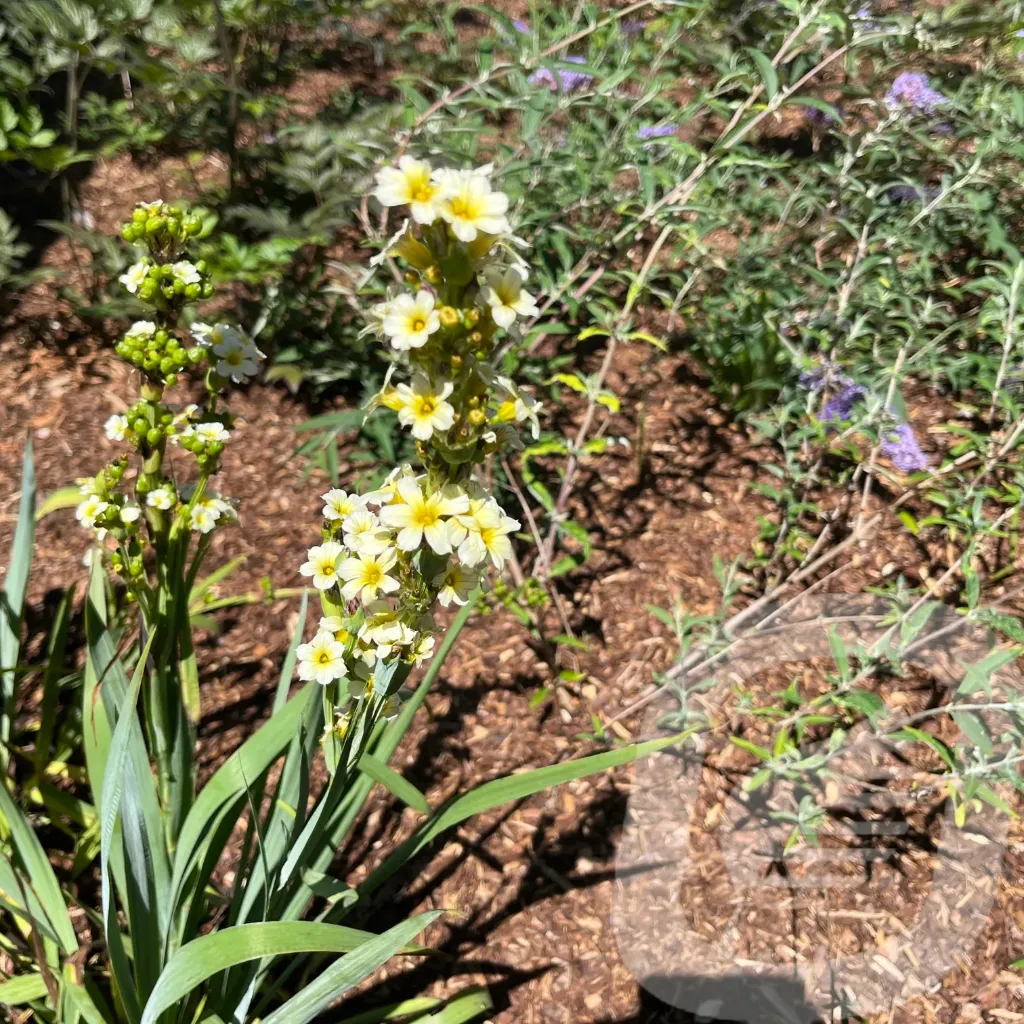 Sisyrinchium striatum