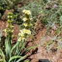 Sisyrinchium striatum