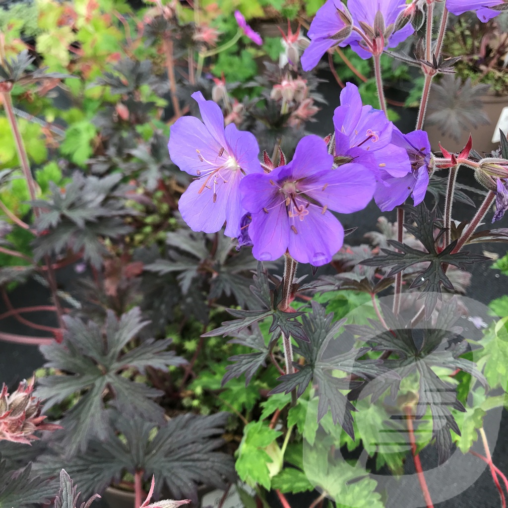 [GERBCHOC-C2] Geranium prat. 'Bloom Chocolatta'