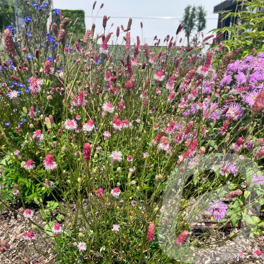 Sanguisorba 'Pink Tanna'