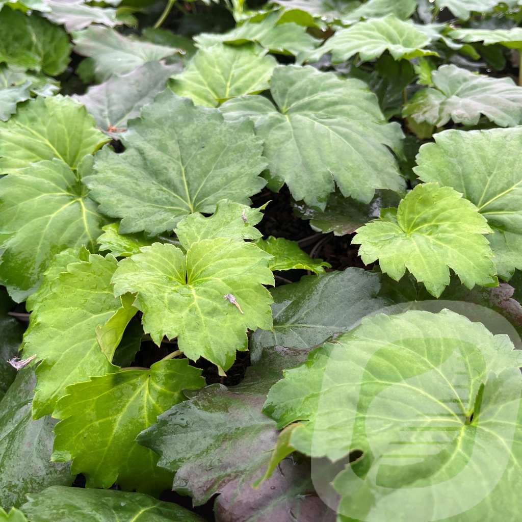 [ORDFFIR-C2] Ordenia 'Fusion of Fire'