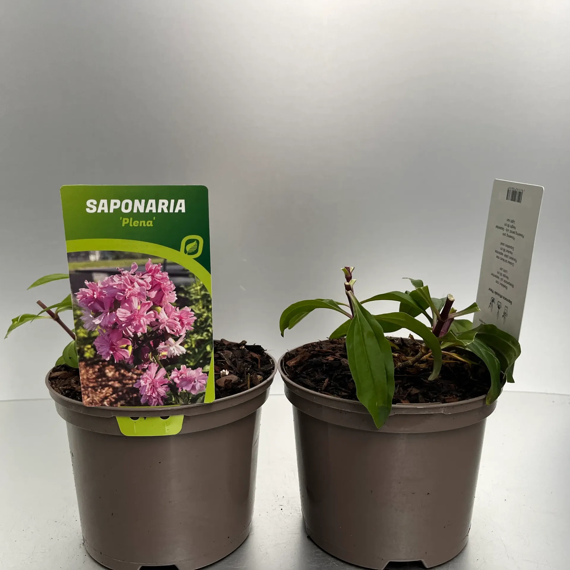 Saponaria off. 'Plena'