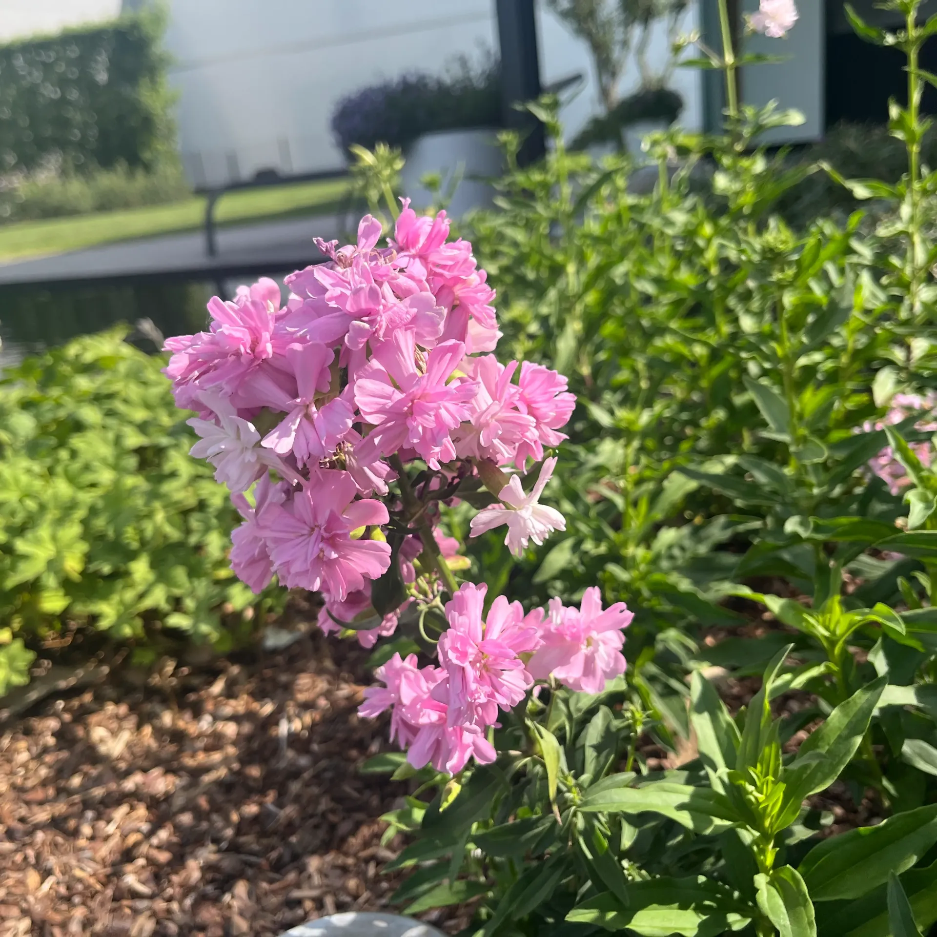 [SAPPLENA-C2] Saponaria off. 'Plena'