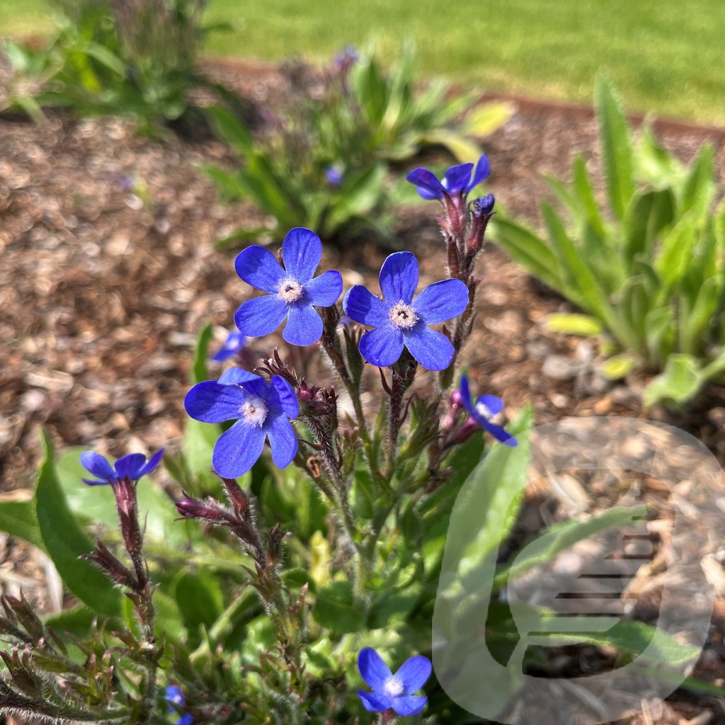 Anchusa 'Feltham Pride'