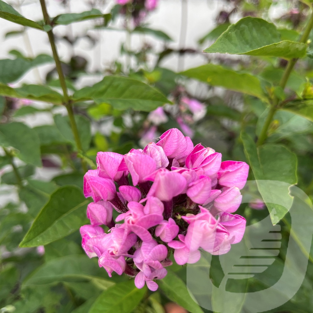 Phlox 'Butonik'