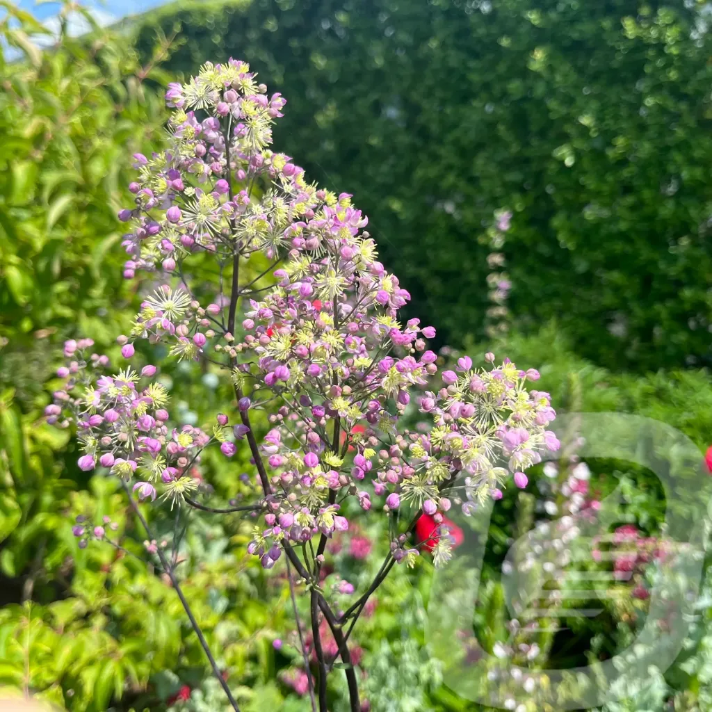[THAELIN-C2] Thalictrum 'Elin'