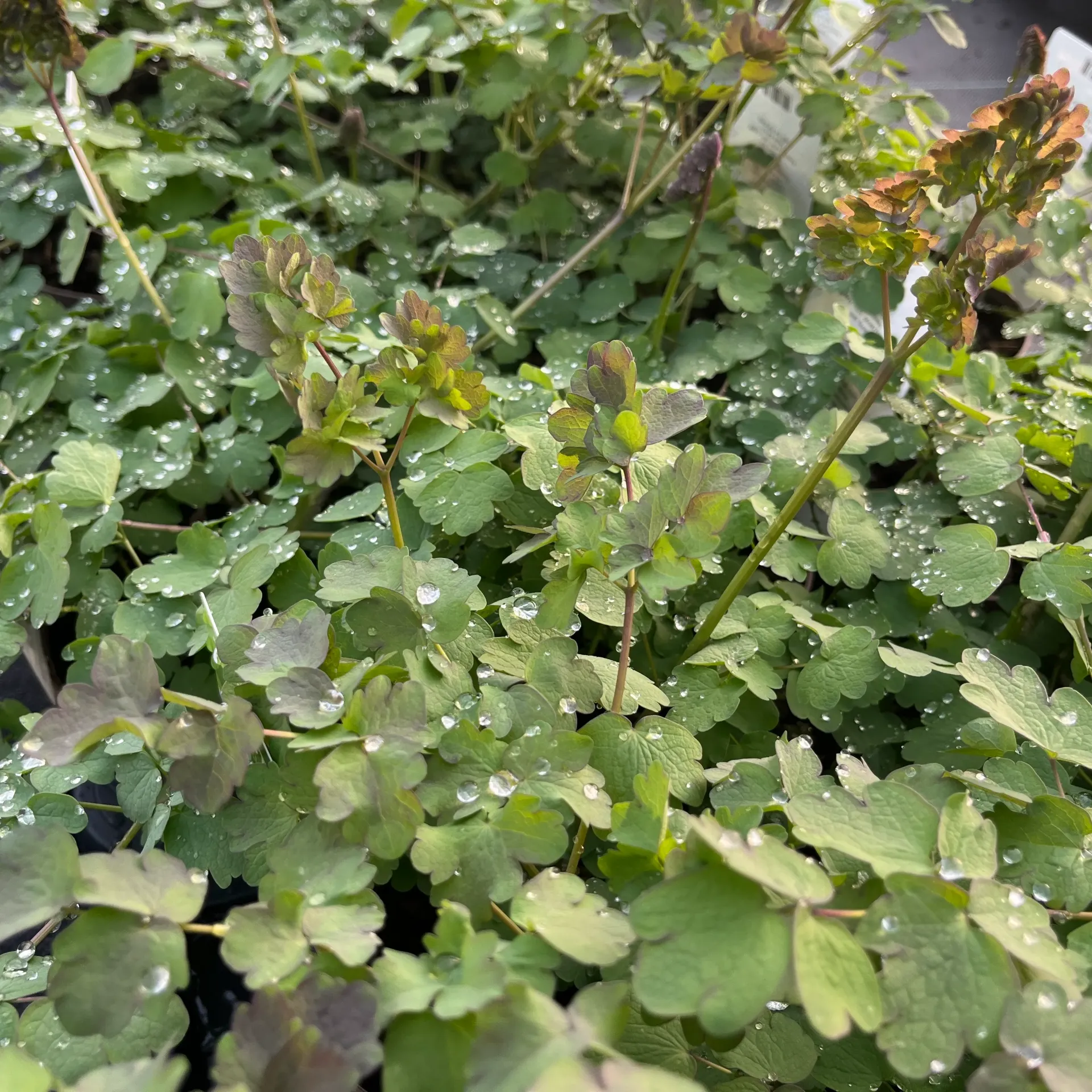 [THAELIN-C2] Thalictrum 'Elin'