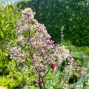 Thalictrum 'Elin'