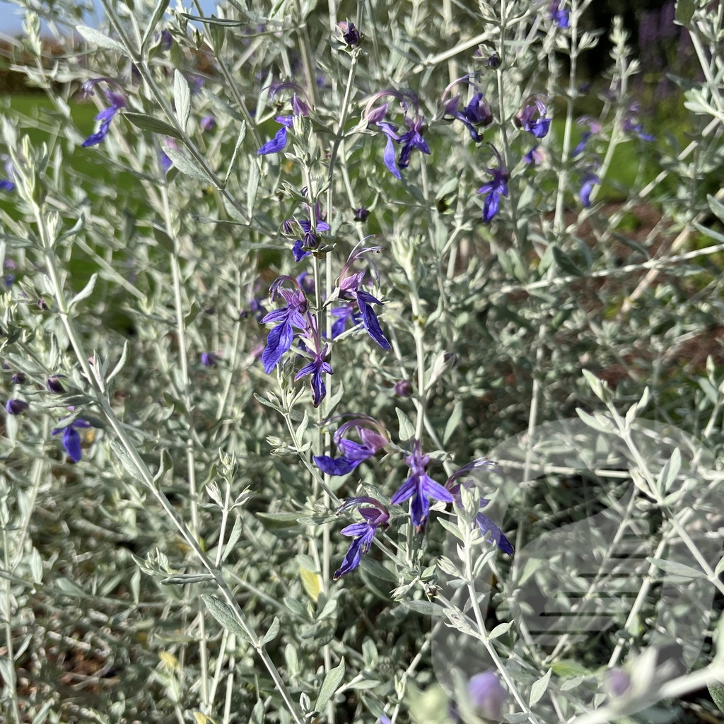 [TEUINDIG-C2] Teucrium 'Indigo'®
