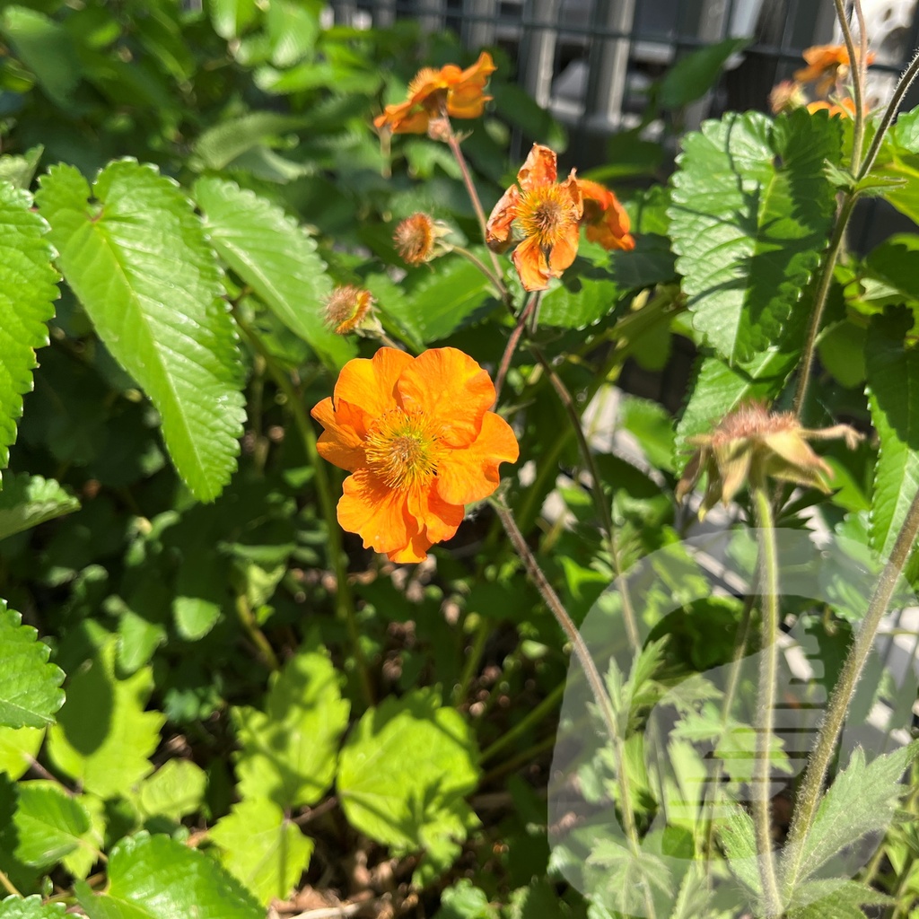 Geum 'Foxy Tempest'®