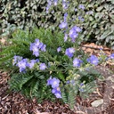 Polemonium 'Hurricane Ridge'®