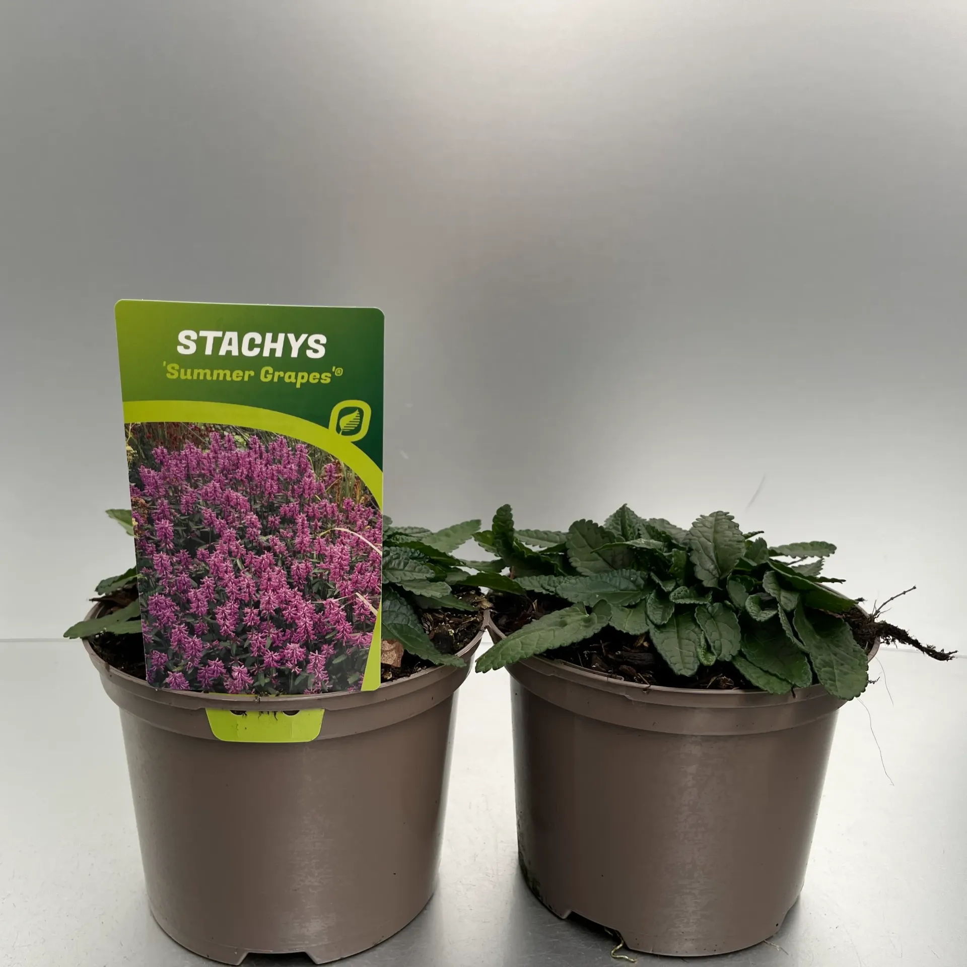 [STASGRAP-C2] Stachys 'Summer Grapes'®