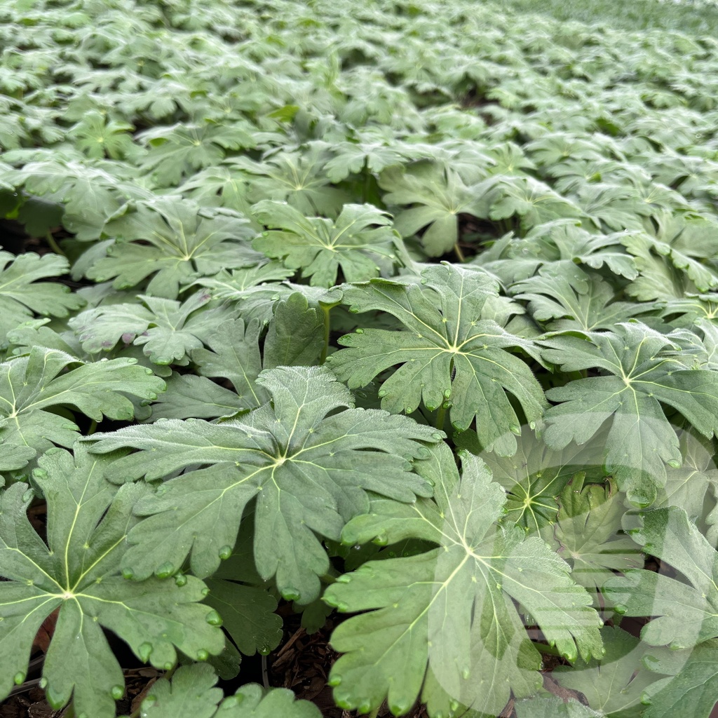 [GERGWHIT-C2] Geranium macr. 'Geranimo White'®