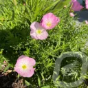 Oenothera 'Siskiyou Pink'