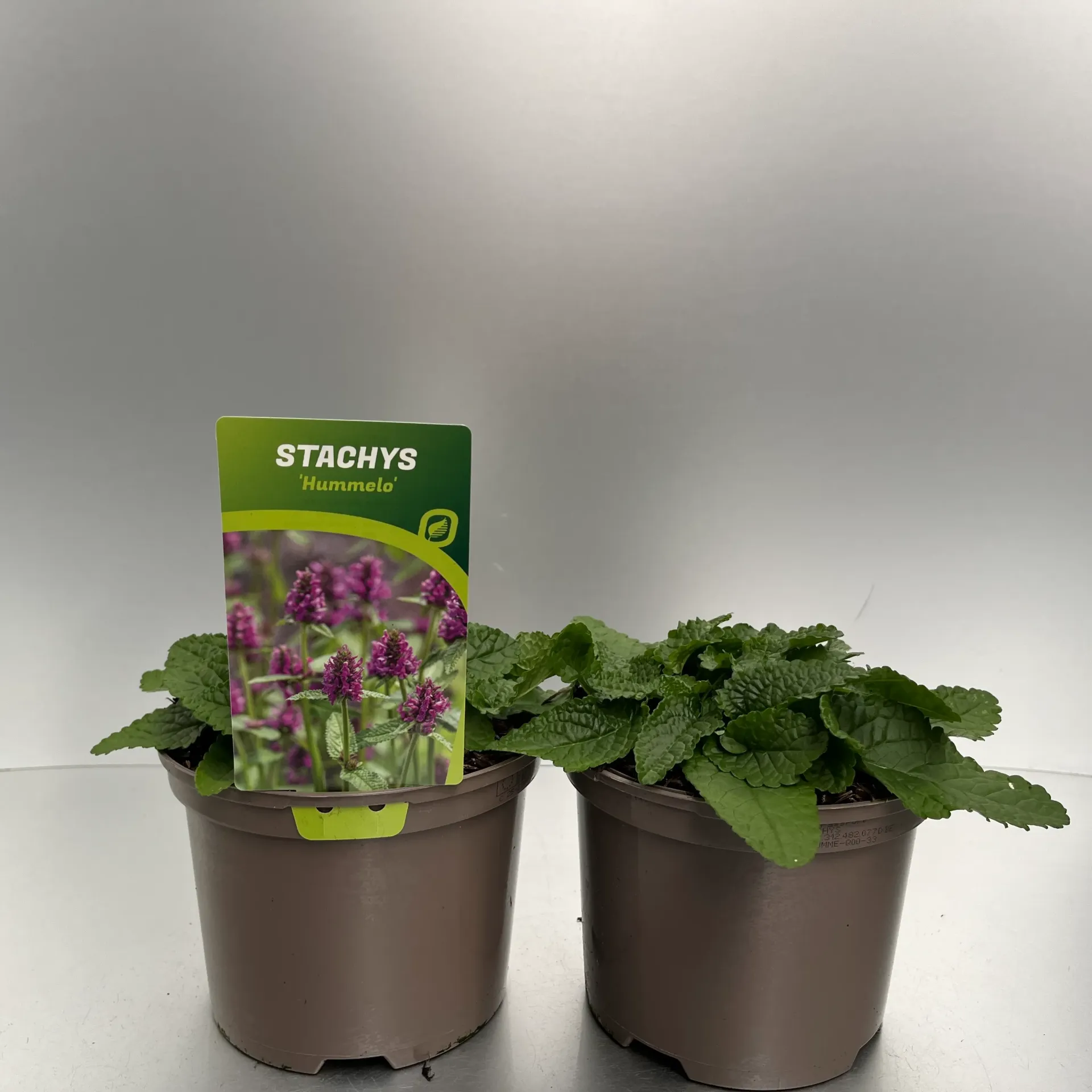 Stachys 'Hummelo'