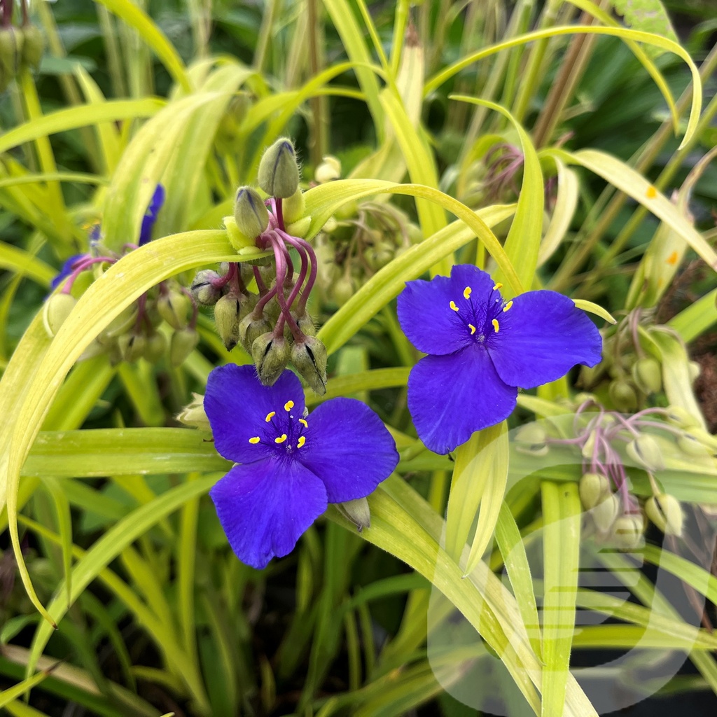 [TRASKATE-C2] Tradescantia 'Sweet Kate'