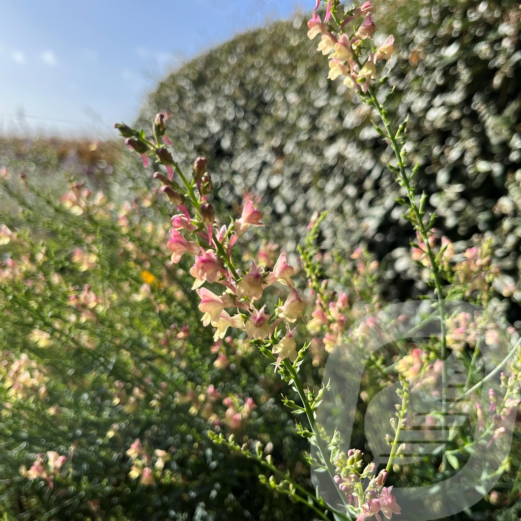 Linaria 'Peachy'