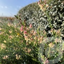 Linaria 'Peachy'