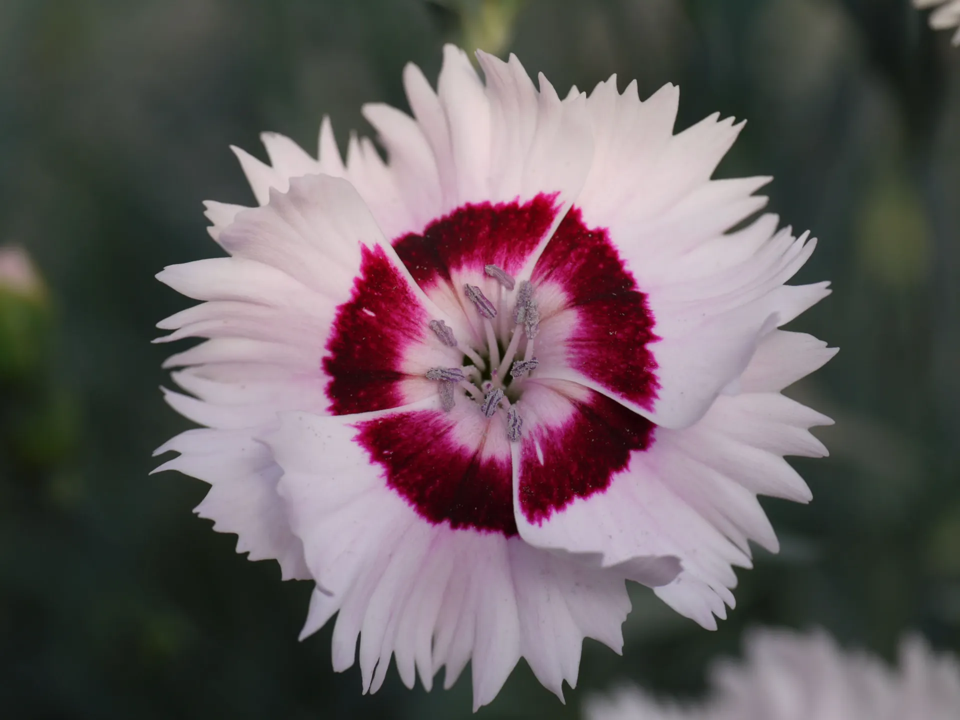 Dianthus 'Coctail Cherry Daiquiri'